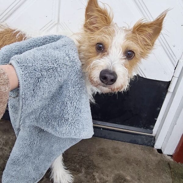 Handduk för hund